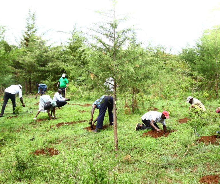 TREE PLANTING DAY